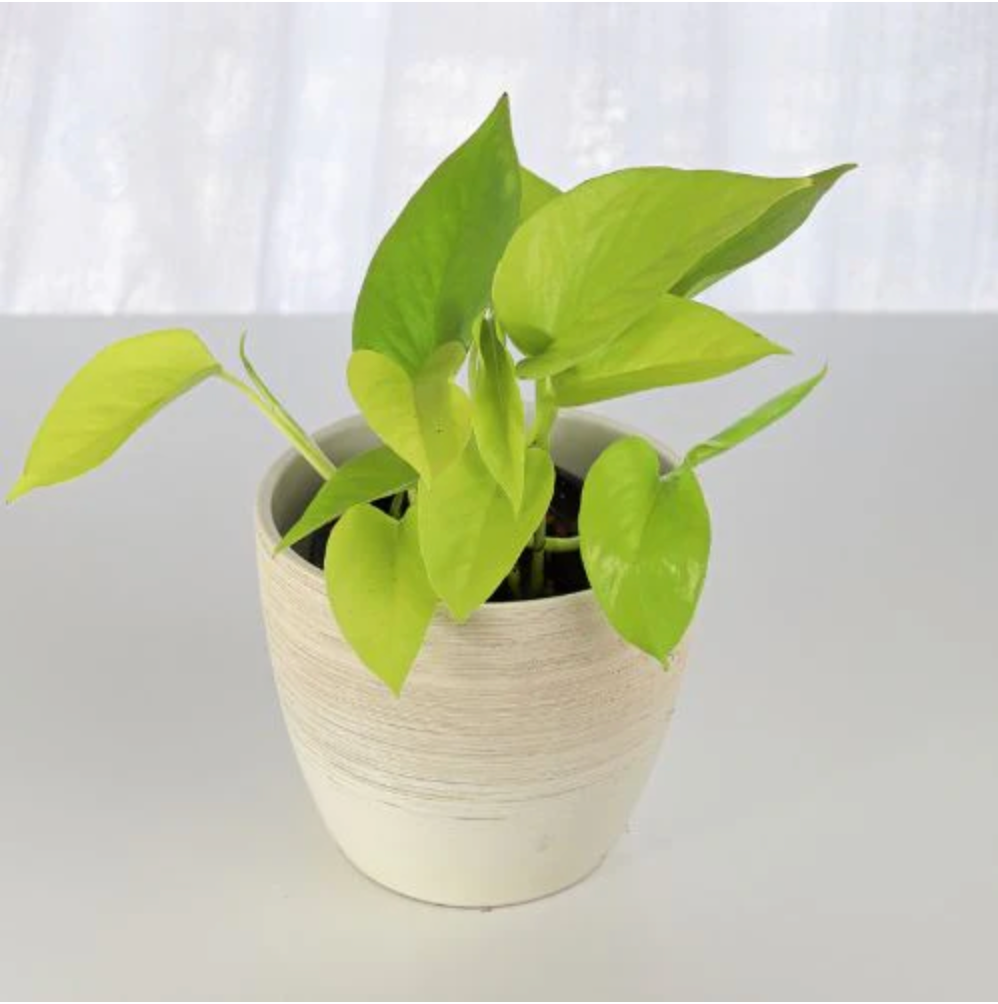 Money Plant Sapling (1pc)