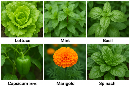 Cyflora Live Plants | Ready-to-Harvest for Your Tower