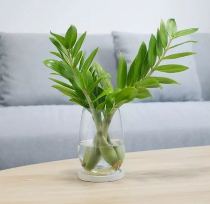 ZZ Plant Sapling(1Pc)