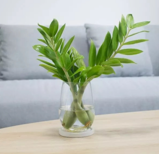 ZZ Plant Sapling(1Pc)