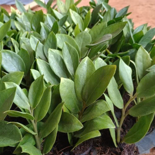 ZZ Plant Sapling(1Pc)