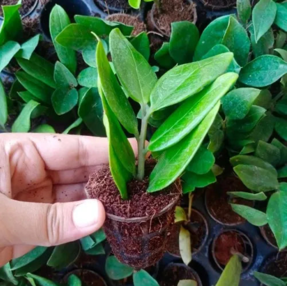 ZZ Plant Sapling(1Pc)