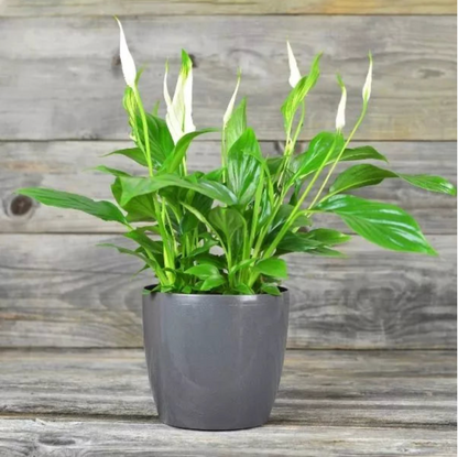 Peace Lily Plant Sapling (1pc)