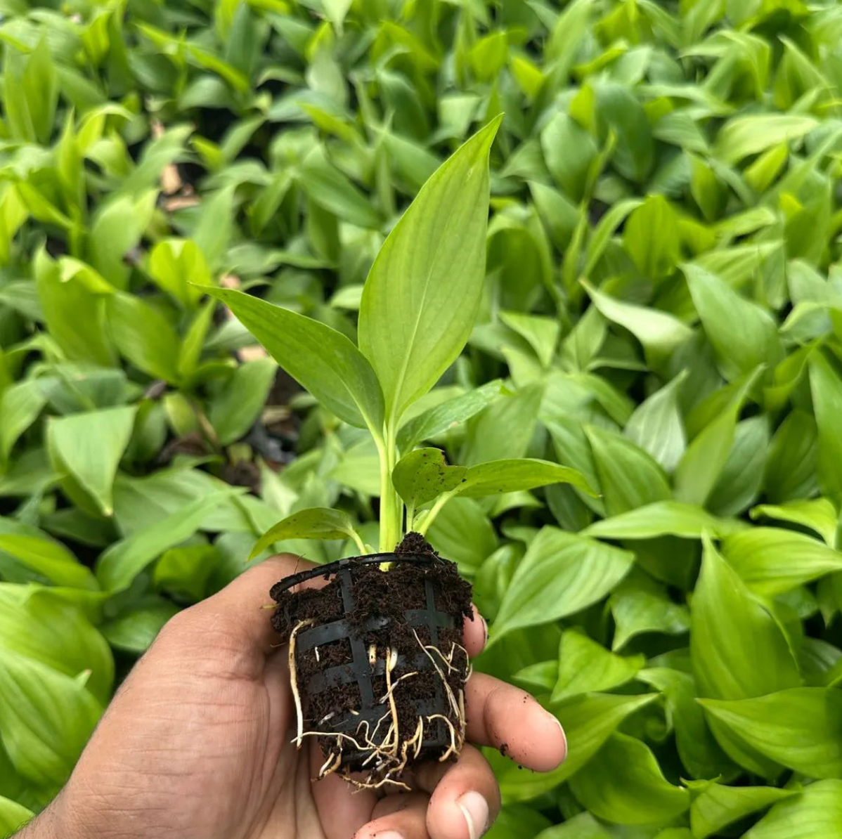 Peace Lily Plant Sapling (1pc)