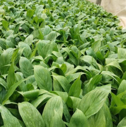 Peace Lily Plant Sapling (1pc)