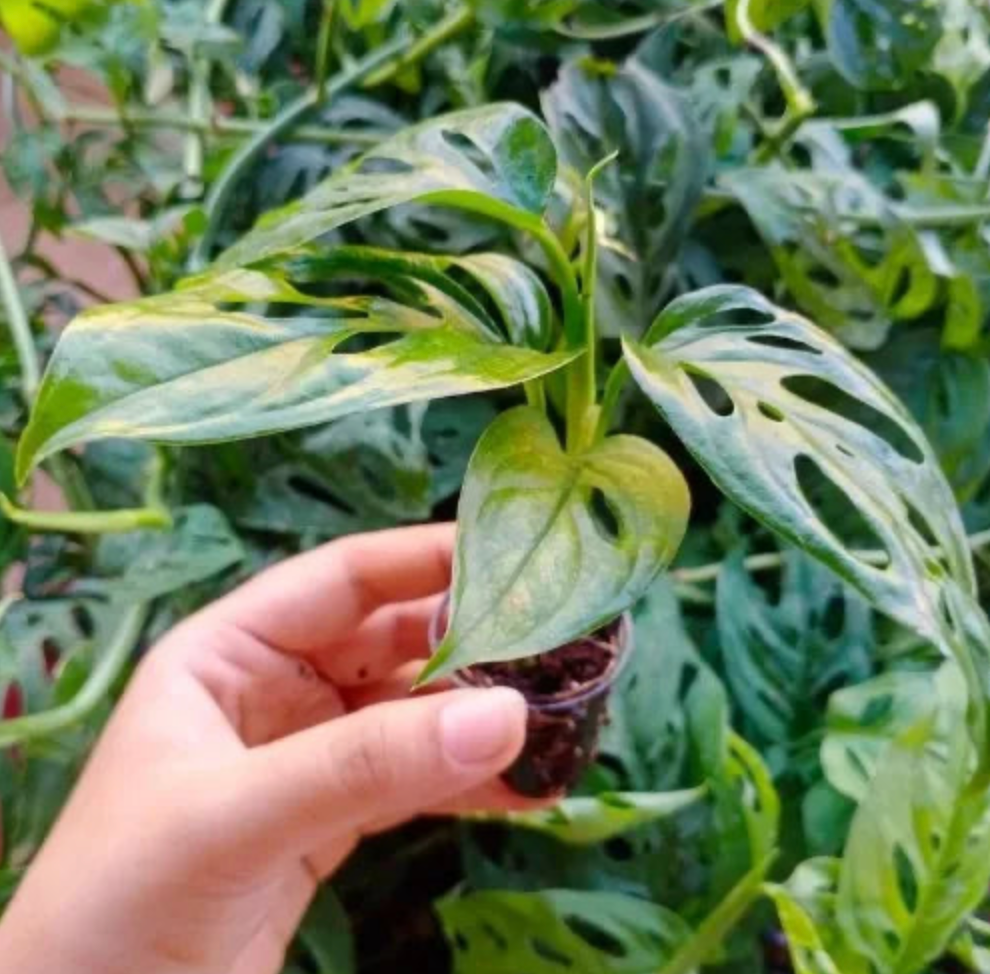 Monstera Broken Heart Plant Sapling (1pc)
