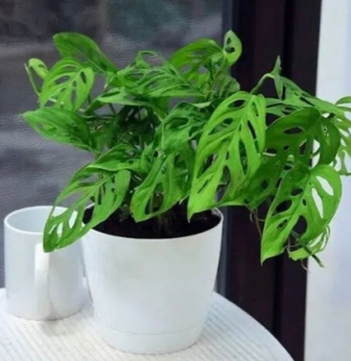 Monstera Broken Heart Plant Sapling (1pc)