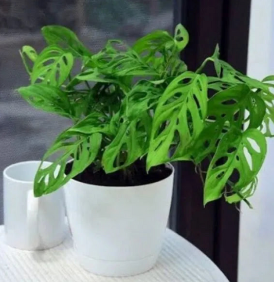 Monstera Broken Heart Plant Sapling (1pc)