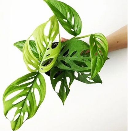 Monstera Broken Heart Plant Sapling (1pc)