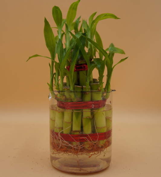 Lucky Bamboo Plant Saplings (3pcs)