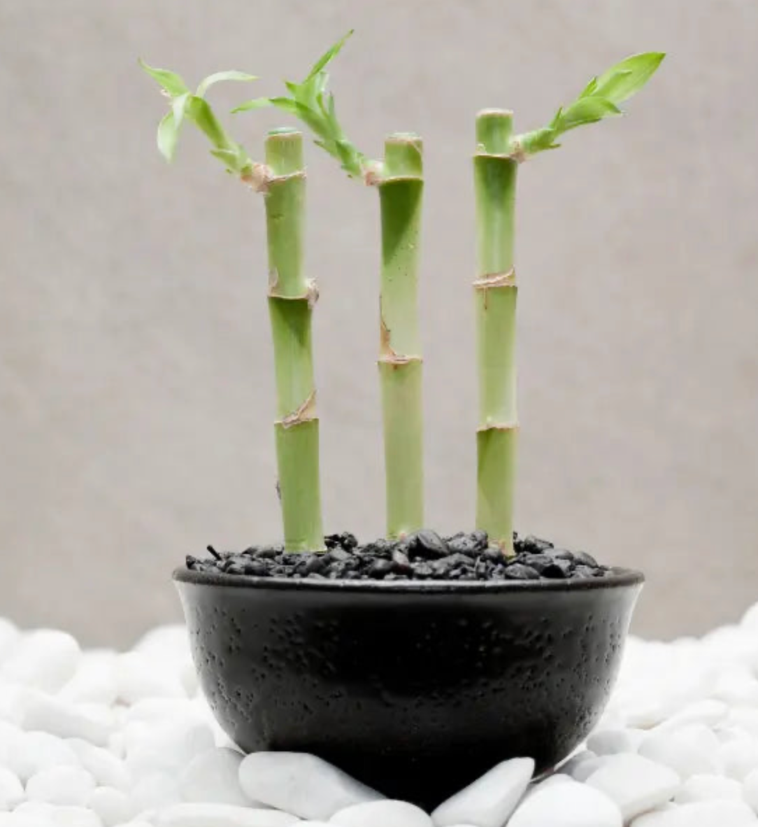 Lucky Bamboo Plant Saplings (3pcs)