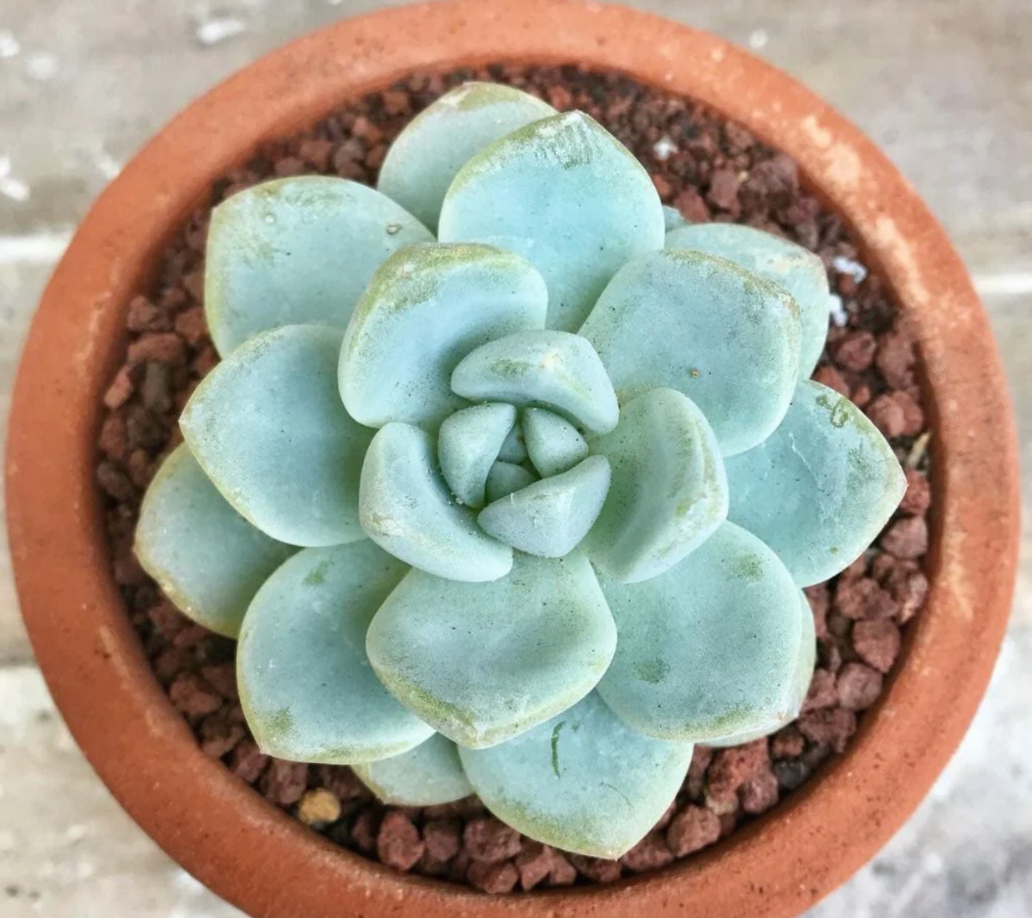 Echeveria Mixed Succulent Indoor Plant (1pc)