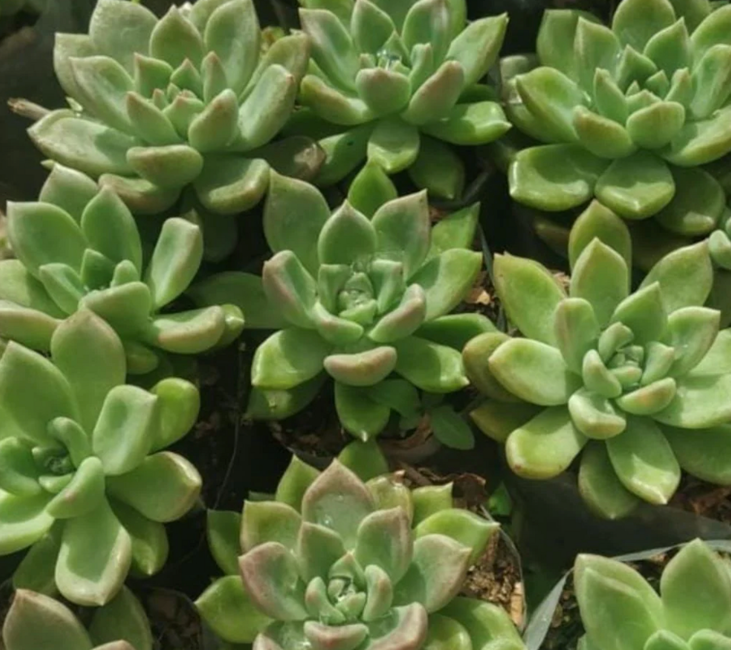 Echeveria Mixed Succulent Indoor Plant (1pc)