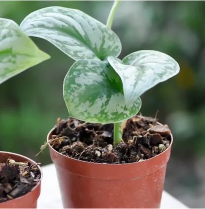 Silver Money Plant Sapling (1pc)