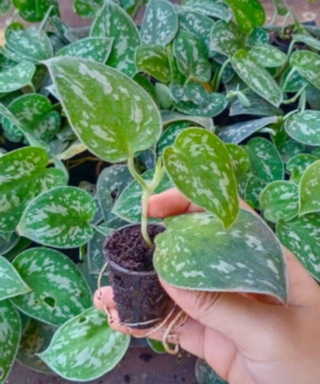 Silver Money Plant Sapling (1pc)