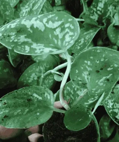 Silver Money Plant Sapling (1pc)