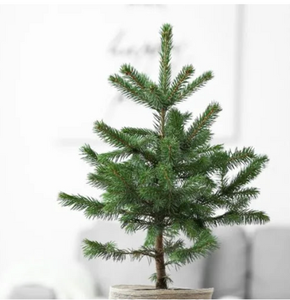 Christmas Tree Plant Sapling (1pc)