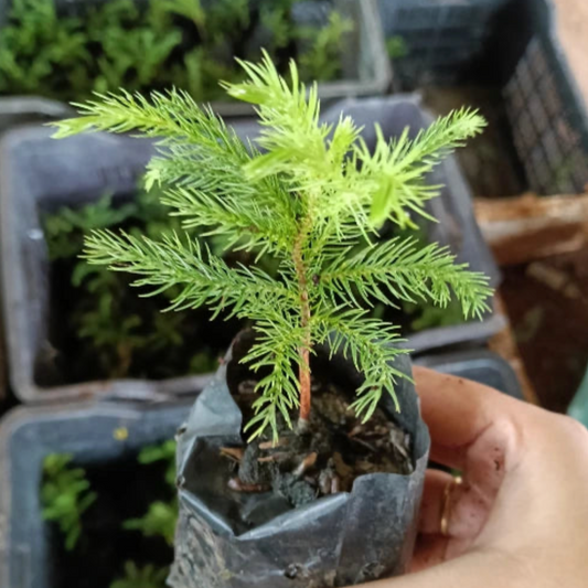 Christmas Tree Plant Sapling (1pc)